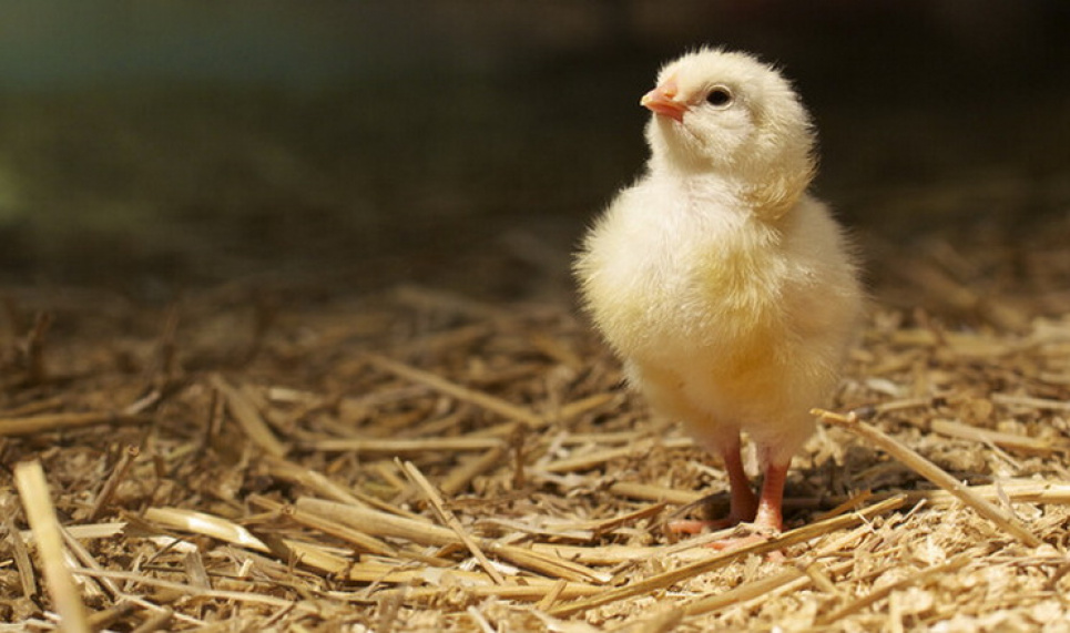 Закарпатське «пітятко» стало мовним хітом радіодиктанту національної єдності Закарпатське «пітятко» стало мовним хітом радіодиктанту національної єдності