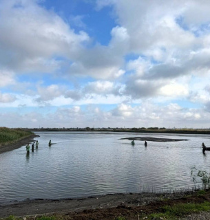Озера Ялпуг і Кугурлуй на Одещині зарибили мільйонами мальків товстолоба