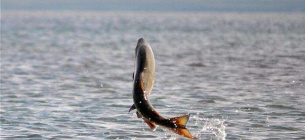 Кременчуцьке водосховище зарибили 61 тонною товстолоба  Кременчуцьке водосховище зарибили 61 тонною товстолоба за прозорі кошти