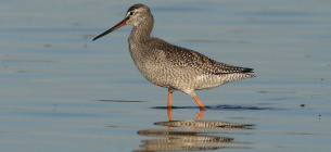 Фото: Wolfram Riech