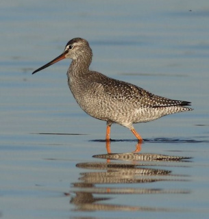 На севере Волыни заметили редкого коловодника  Фото: Wolfram Riech