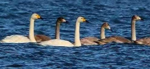 Лебеді-кликуни з РФ прилетіли на зимівлю в «Тузлівські лимани» на Одещині