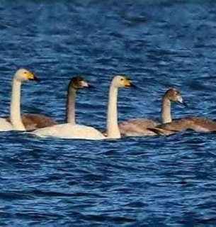 Лебеди-кликуны из РФ прилетели на зимовку в «Тузловские лиманы» в Одесской области