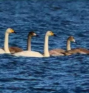 На Одещину прилетіли лебеді-кликуни: птахи з російської тундри зимуватимуть у «Тузлівських лиманах» Лебеді-кликуни з РФ прилетіли на зимівлю в «Тузлівські лимани» на Одещині