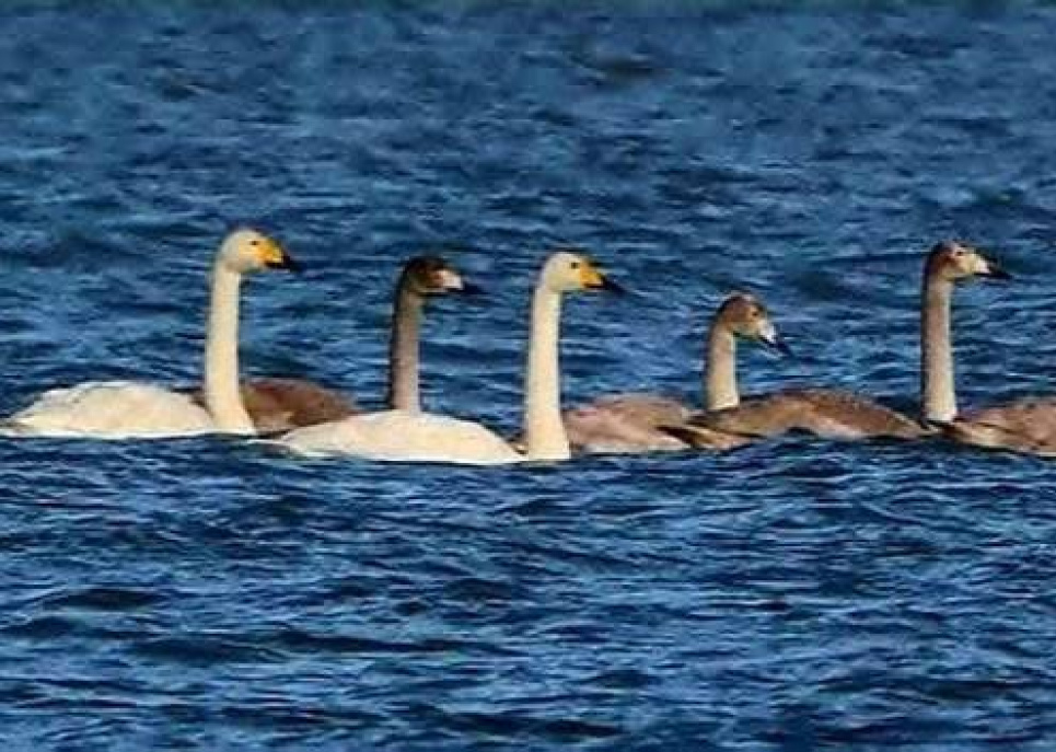 На Одещину прилетіли лебеді-кликуни: птахи з російської тундри зимуватимуть у «Тузлівських лиманах» Лебеді-кликуни з РФ прилетіли на зимівлю в «Тузлівські лимани» на Одещині