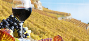 Международный день вина Кариньян. Фото: Shutterstock