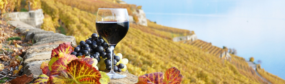 Міжнародний день вина «Карменер» (Carmenère)