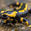 В Карпатах масово фіксують отруйну вогняну саламандру: її токсин викликає судоми та параліч
