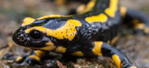 В Карпатах масово фіксують отруйну вогняну саламандру: її токсин викликає судоми та параліч