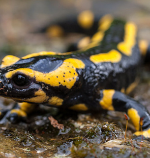 В Карпатах масово фіксують отруйну вогняну саламандру: її токсин викликає судоми та параліч