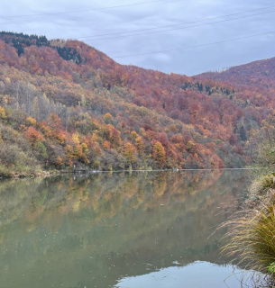На Хустщині відновлюють популяцію струмкової форелі після будівництва МГЕС На Хустщині випустили 8600 мальків форелі: Компенсація за шкоду від МГЕС