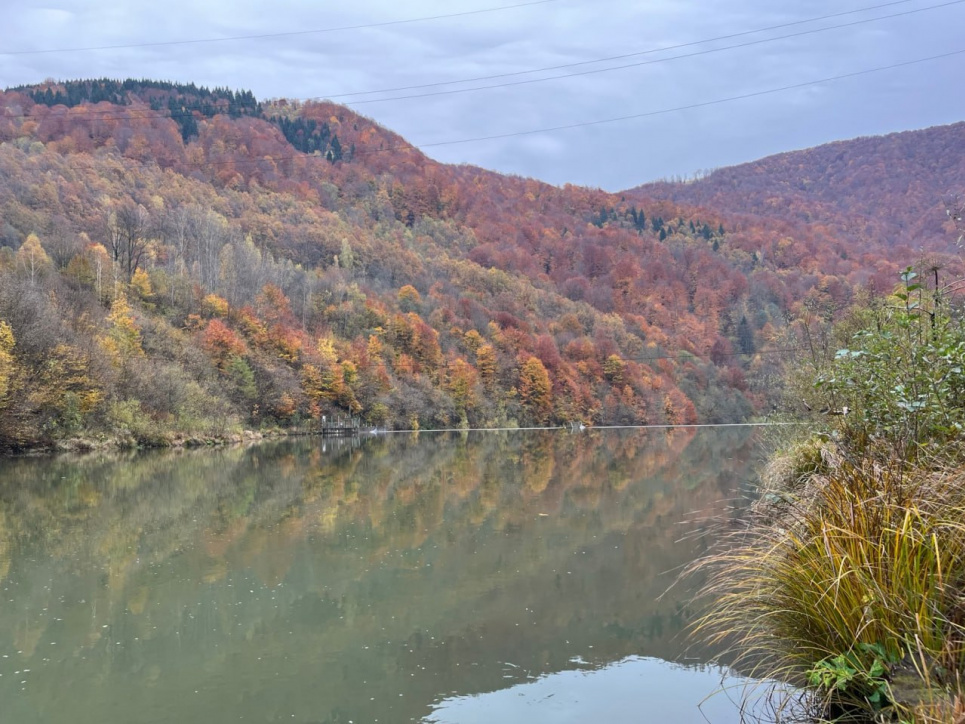 В Хустском районе восстанавливают популяцию ручьевой форели после строительства МГЭС