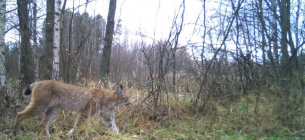 5 интересных фактов о евразийской рыси