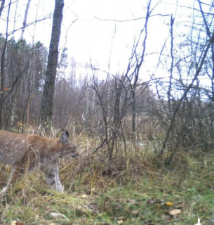 5 цікавих фактыв про Рись євразійську 