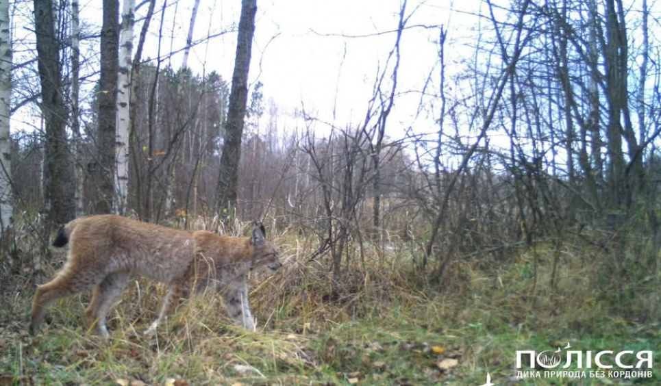 5 цікавих фактыв про Рись євразійську 