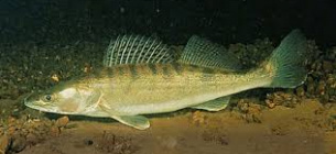 Трофейный судак в ноябре: гид по ловле хищника в холодной воде