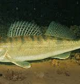 Трофейний судак у листопаді: гід з лову хижака в холодній воді