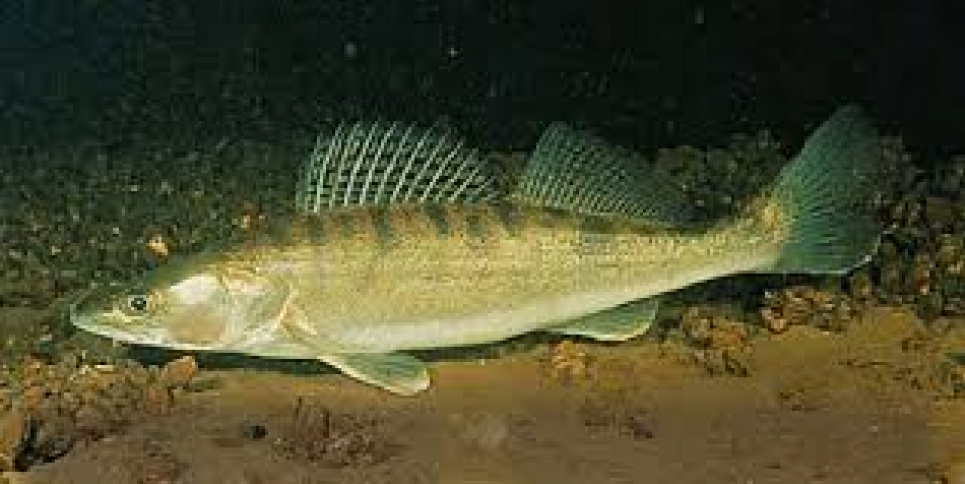 Трофейний судак у листопаді: гід з лову хижака в холодній воді