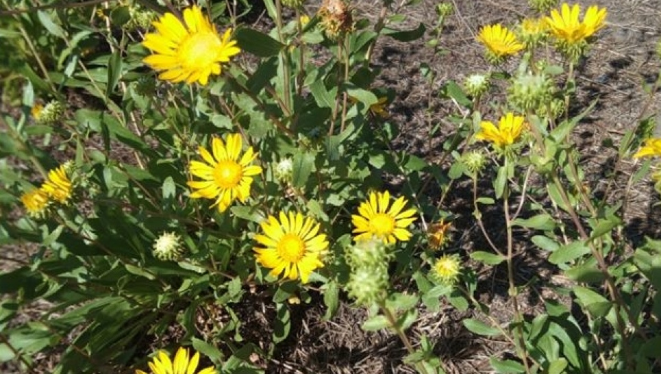 Гринделія розчепірена: інвазійний вид із "Чорного списку" цвіте на Півдні України. Фото: Наталія Товстуха