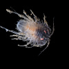 Isopod Jialing Cai. Фото: The Nippon Foundation Nekton Ocean Census / Schmidt Ocean Institute