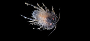 Isopod Jialing Cai. Фото: The Nippon Foundation Nekton Ocean Census / Schmidt Ocean Institute