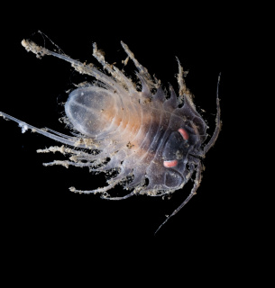 Isopod Jialing Cai. Фото: The Nippon Foundation Nekton Ocean Census / Schmidt Ocean Institute