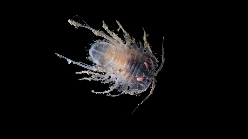 Isopod Jialing Cai. Фото: The Nippon Foundation Nekton Ocean Census / Schmidt Ocean Institute