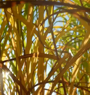 Міскантус. Фото: DW