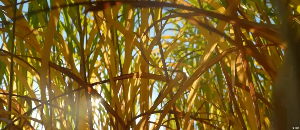 Мискантус. Фото: DW