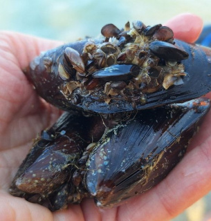 Фото: Суспільне Одеса