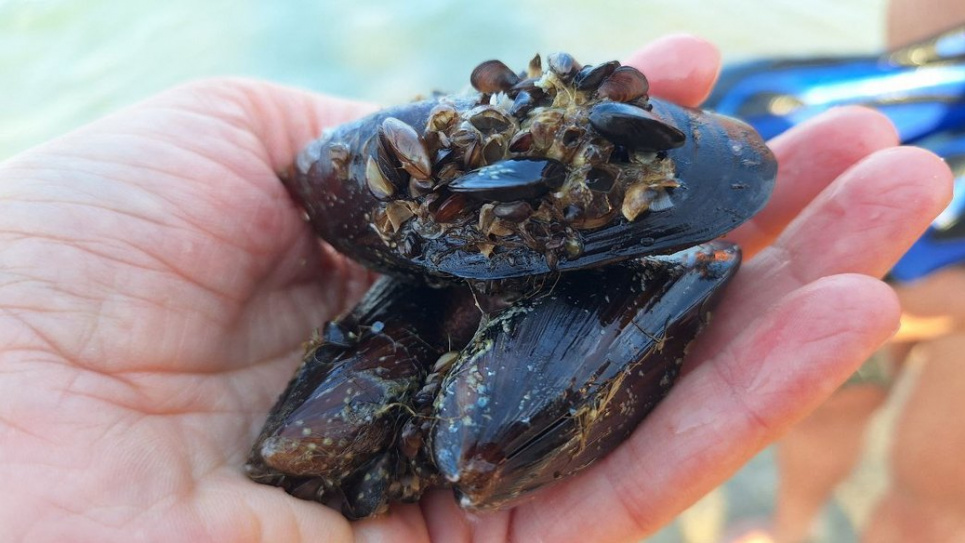 Фото: Суспільне Одеса