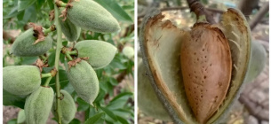 Плоди мигдалю. Валерій Буров