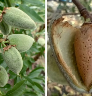 Плоди мигдалю. Валерій Буров