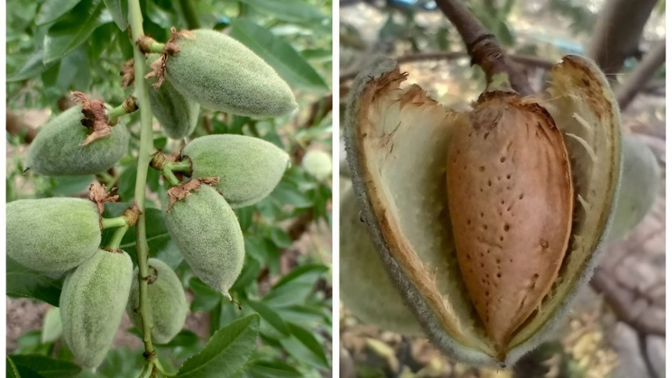 Плоди мигдалю. Валерій Буров