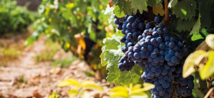 Международный день винограда Темпранильо