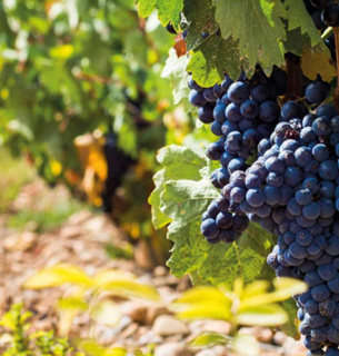 Міжнародний день винограду Темпранільйо