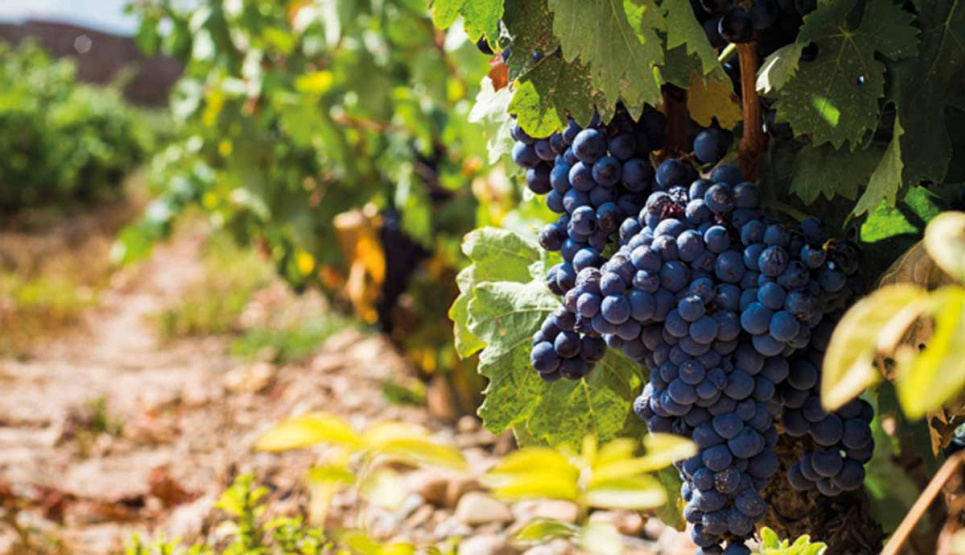 Международный день винограда Темпранильо