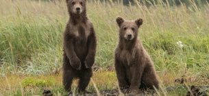 Бурые медведи. Фото: Anthony Renovato _ Unsplash