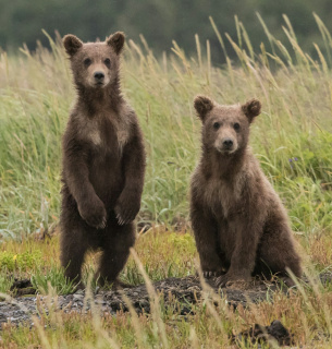Бурі ведмеді. Фото: Anthony Renovato _ Unsplash