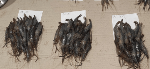 Хаджибейский лиман: падение уровня воды, рост минерализации и депрессия популяции креветки