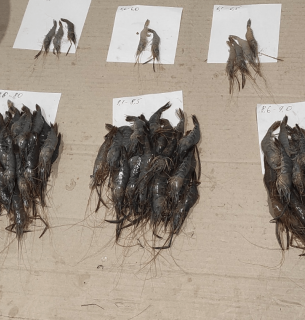 Хаджибейський лиман: падіння рівня води, зростання мінералізації та депресія популяції креветки.