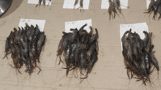 Хаджибейский лиман: падение уровня воды, рост минерализации и депрессия популяции креветки