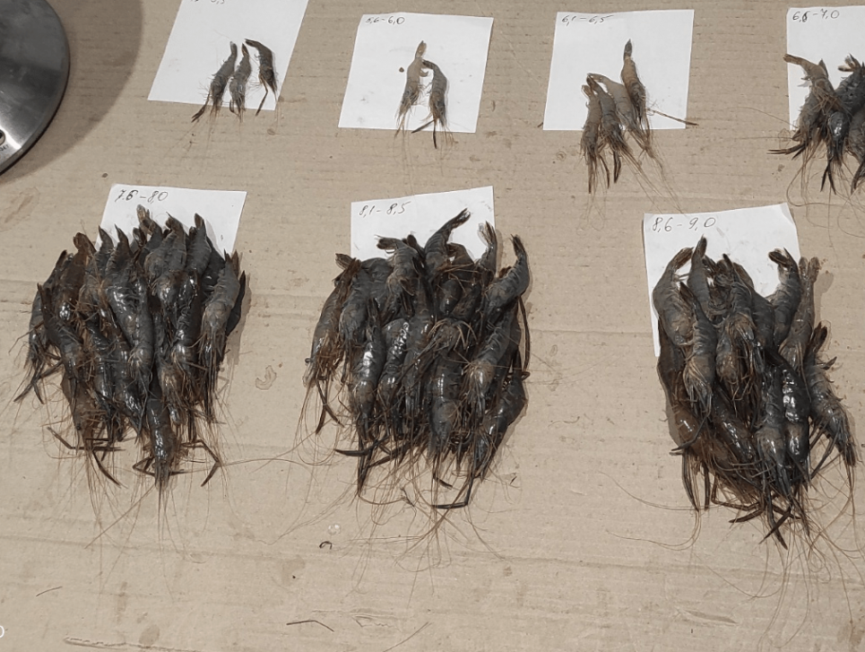 Хаджибейський лиман: падіння рівня води, зростання мінералізації та депресія популяції креветки.