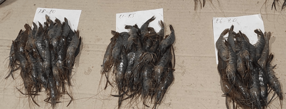 Хаджибейский лиман: падение уровня воды, рост минерализации и депрессия популяции креветки