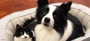 Собака і кішка: біологічно неможливо. ветеринар спростувала міф про гібридне потомство