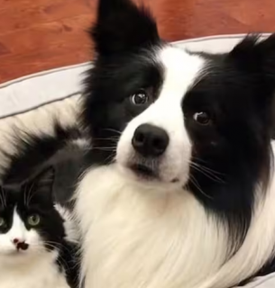 Собака и кошка: биологически невозможно. Ветеринар опровергла миф о гибридном потомстве