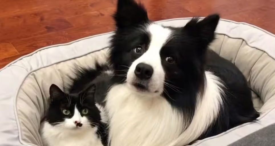 Собака и кошка: биологически невозможно. Ветеринар опровергла миф о гибридном потомстве