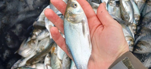 Озеро Сасык зарыблено: более 374 тыс. толстолобов выпущено для восстановления экосистемы