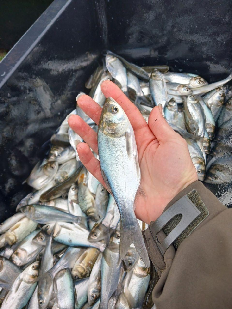 Озеро Сасик зариблено: понад 374 тис. товстолобів випущено для відновлення екосистеми.