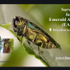Україна та ЄС посилюють співпрацю у боротьбі зі смарагдовою ясеневою златкою